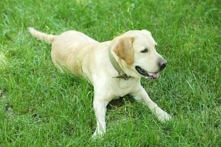 可爱的小狗在绿色的草地休息照片