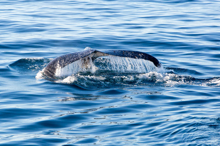 驼背鲸潜水显示对尾流的水
