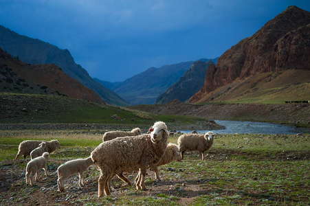一群羊交叉领域，山区河流
