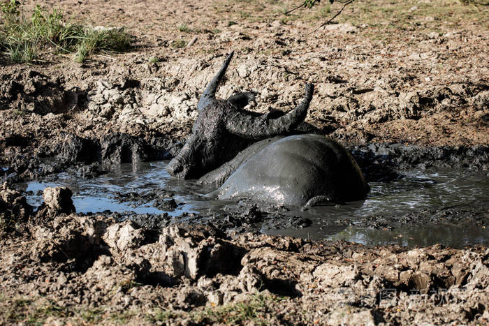 水牛在泥中打滚