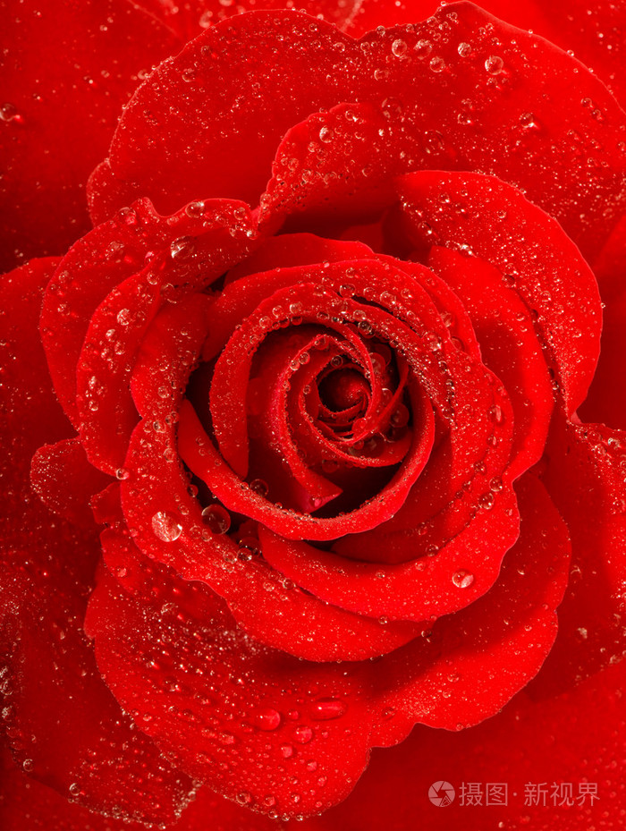 红色玫瑰花水下降.节日问候卡概念