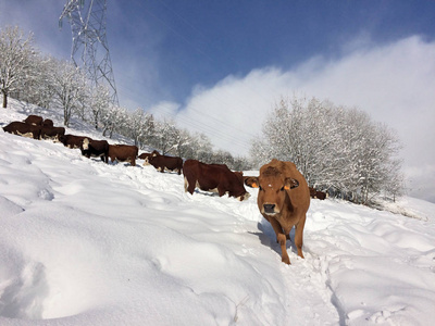 奶牛在雪地上