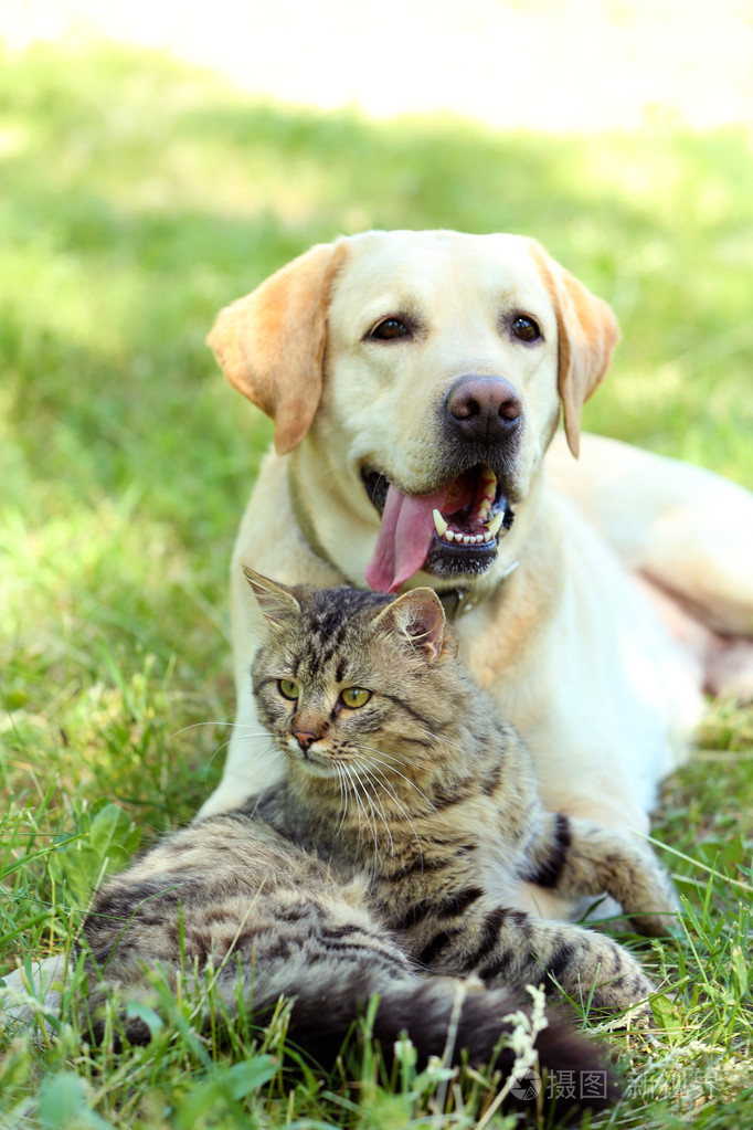 狗和猫在绿色的草地休息