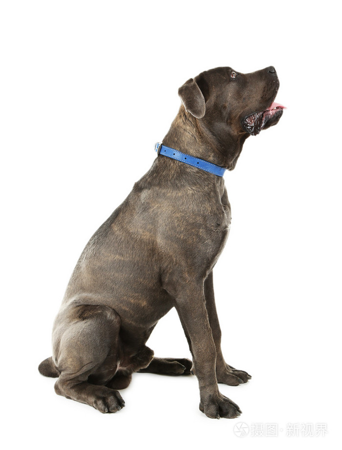 corso意大利语狗