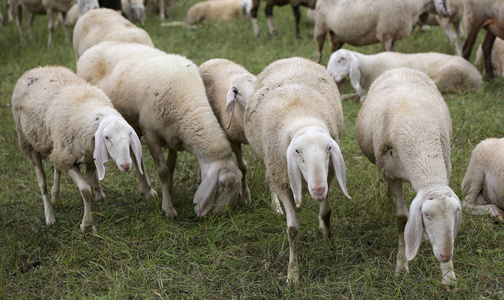 羊的羔羊和山羊皮在草地上