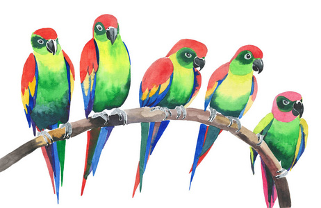 五个明亮多彩可爱美丽的丛林热带黄色和绿色鹦鹉对分支水彩手图照片