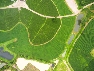 茶园，鸟瞰拍摄从无人机
