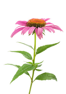 粉红色的锥花echinacea