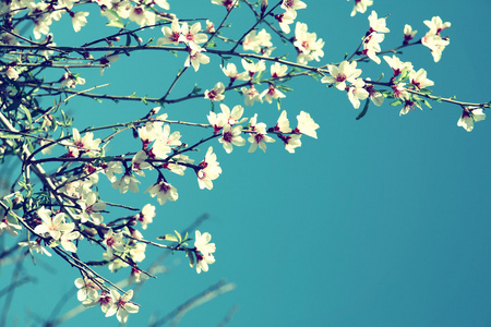 春天白色的樱花树的形象。选择性的焦点。老式过滤