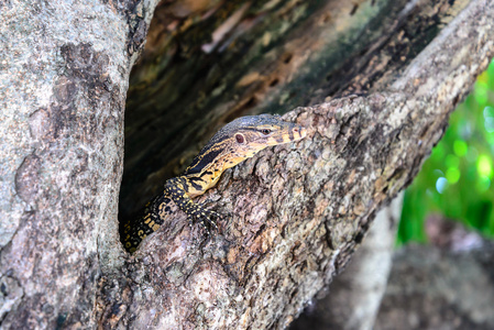 孟加拉巨蜥在树洞里