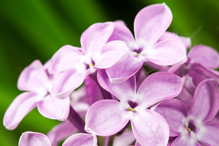 美丽的春天美味淡紫色花