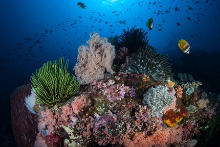 丰富多彩 更健康的珊瑚礁