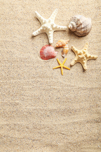 海边沙滩上的贝壳图片