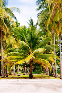景观的天堂热带岛屿与棕榈树村舍和白色的沙滩