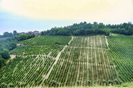 Oltrepo Piacentino 意大利，在夏天的乡村景观