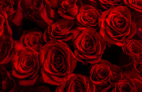 一个黑色的背景上孤立的红玫瑰。与反渗透的贺卡