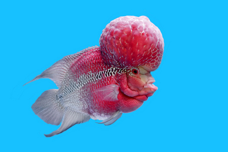 flowerhorn 丽鱼科鱼或淡水的鱼