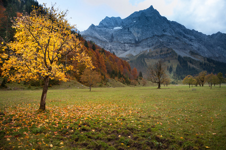 槭树，Austria.Tirol 对阿尔卑斯山的秋季山景观。