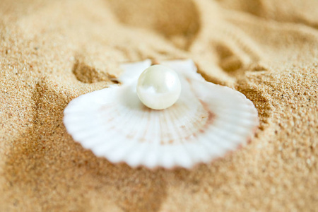 在海滩上开的贝壳珍珠