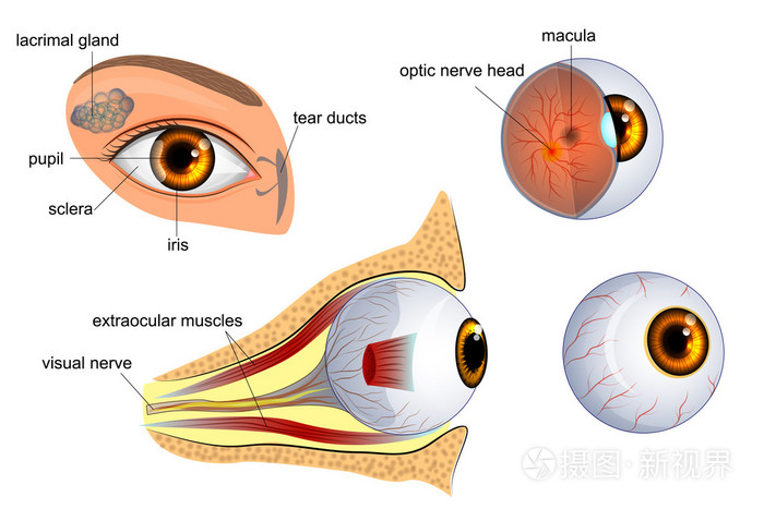 眼睛的解剖眼球虹膜瞳孔