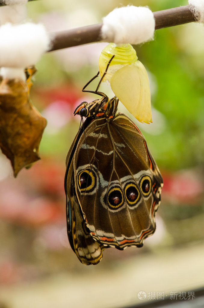 蝴蝶蛹孵化