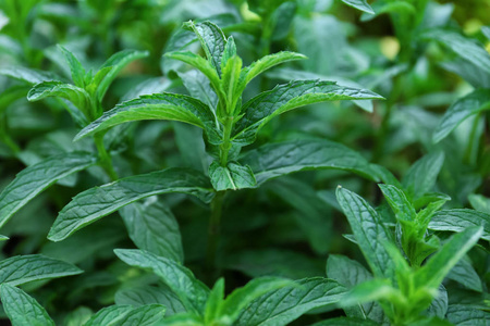 花园里的新鲜绿薄荷