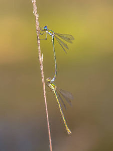 一对小翡翠 spreadwing 蜻蜓