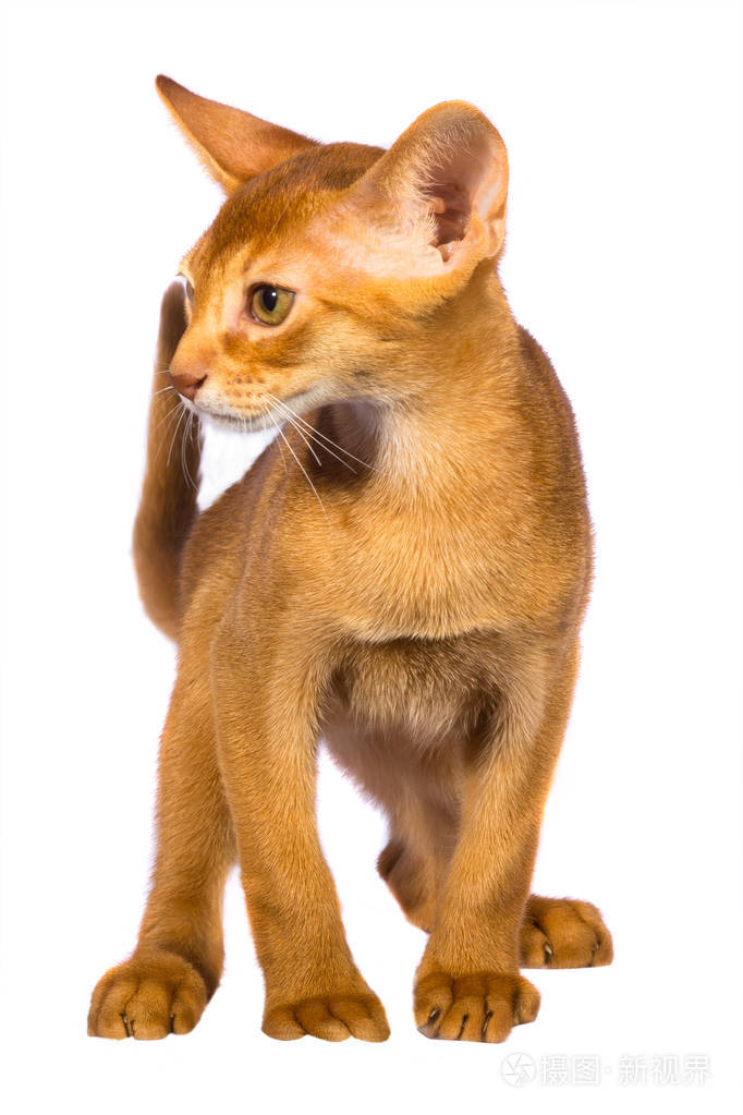 在白色的阿比西尼亚猫