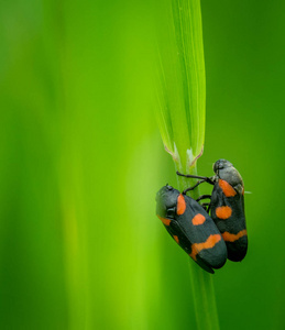 黑色和红色 froghoppers