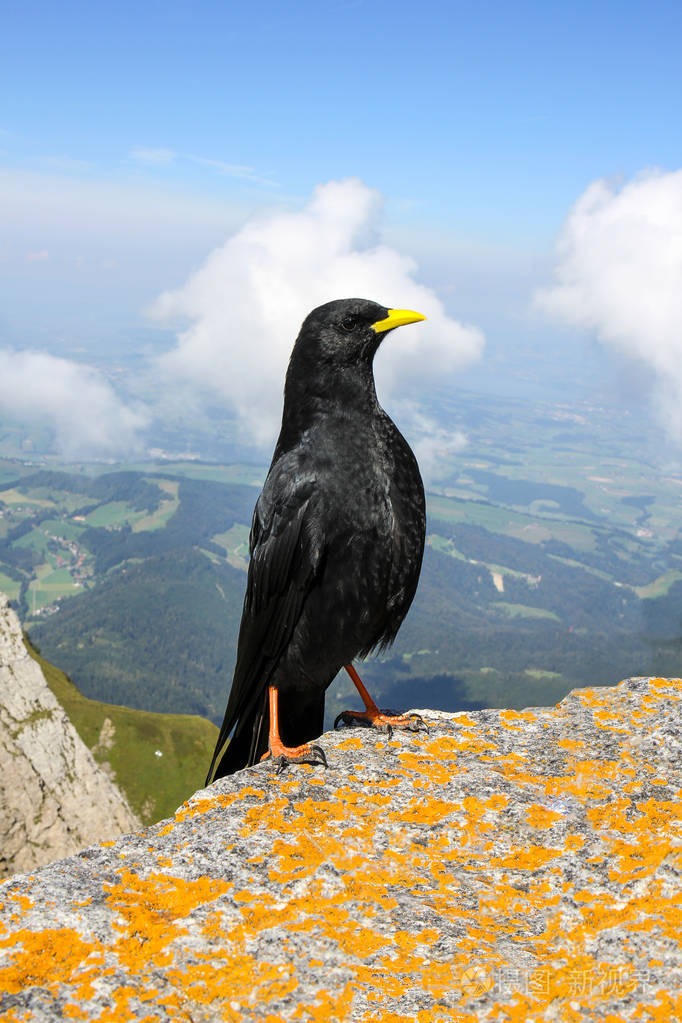 阿尔卑斯山鸦鸦graculus鸟