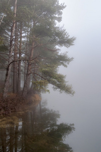 雾中湖森林思考