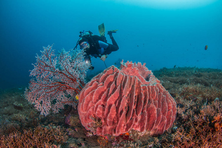 后面一个风扇和海绵在巴厘岛的潜水者  印度尼西亚