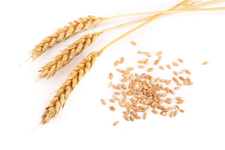粮食和小麦孤立在白色背景上的耳朵。顶视图
