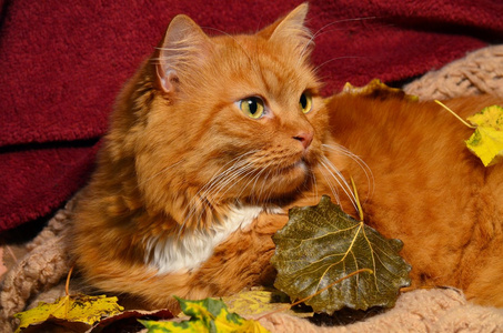红猫在秋天的落叶