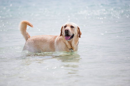 在海中的狗