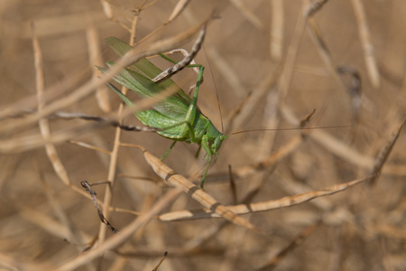 对菜籽油厂 Grashopper