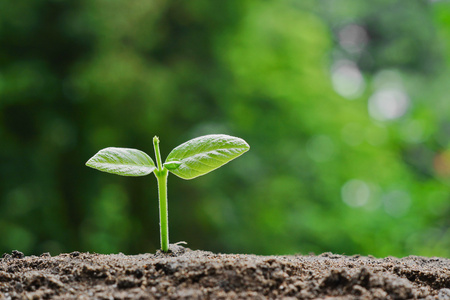 生长在肥沃的土壤上的植物幼苗照片