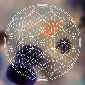 黄色生命之花图片