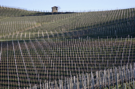 葡萄园的 Langhe 山，意大利