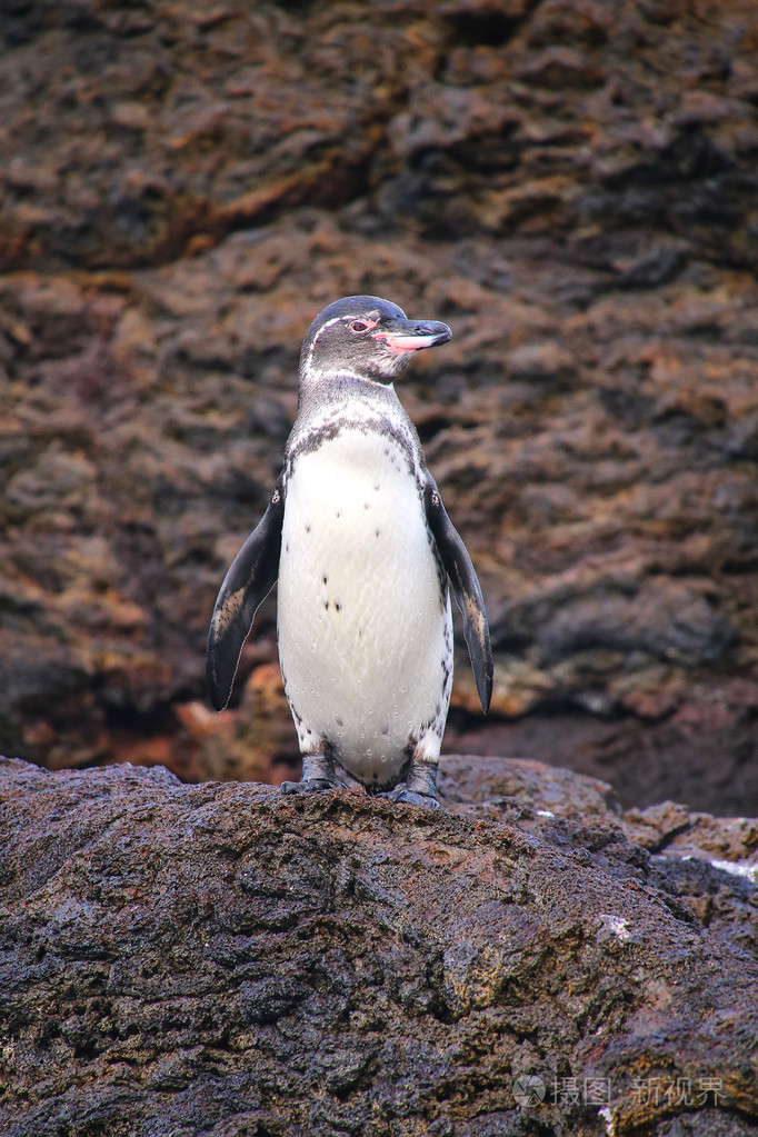 加拉帕戈企鹅站在岩石上巴托洛梅岛加拉帕戈