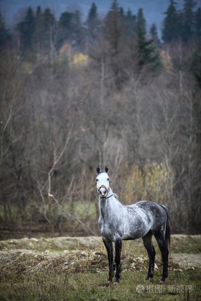 孤独的灰色马