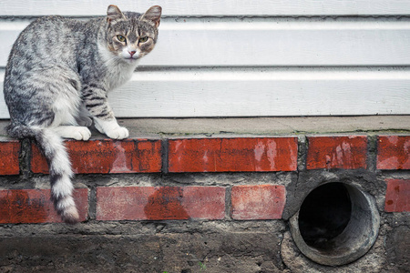 白色的条纹只灰色的猫