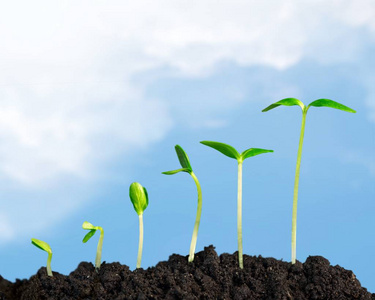 新生命的成长照片