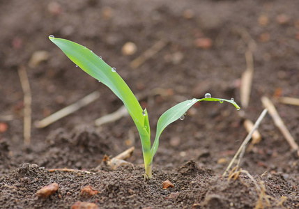 年轻的玉米幼苗照片