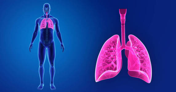 肺与骨骼的缩放图片