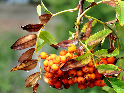 特霍西尔 rowanberry 分支 2017