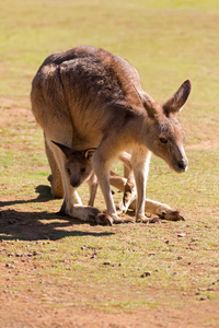 可爱袋鼠的育儿袋里在澳大利亚的塔斯马尼亚州，乔伊
