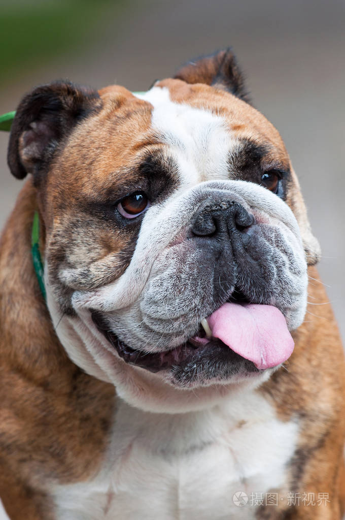 英国牛头犬或英国斗牛犬