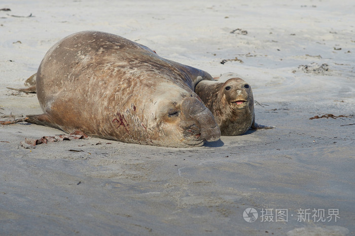 象海豹交配