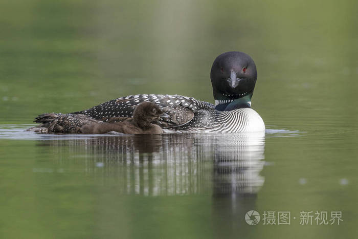 周老普通潜鸟小鸡游在母亲旁边加拿达